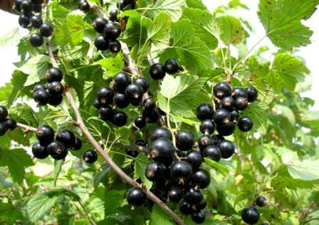 При высадке черной смородины совместимость нужно рассматривать с позиции взаимовлияния культур друг на друга на протяжении всей жизни