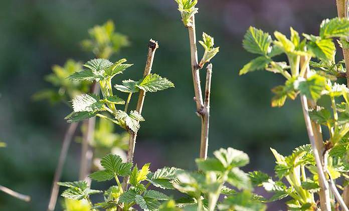Ежегодно следует проводить укорачивание однолетних приростов малины