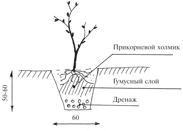 Весной нужно успеть высадить саженец до начала активного сокодвижения