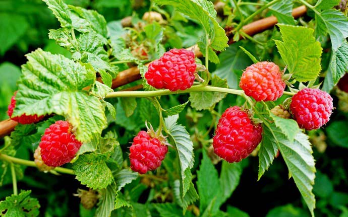 Для защиты от болезней и вредителей очень важно обработать растения не только своевременно, но и наиболее эффективными средствами