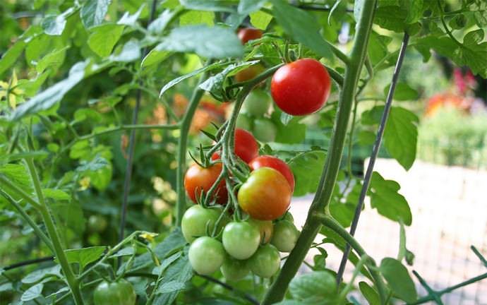 Если томатные гряды удобрять перегноем, то урожайность и качество плодов повышаются естественным способом