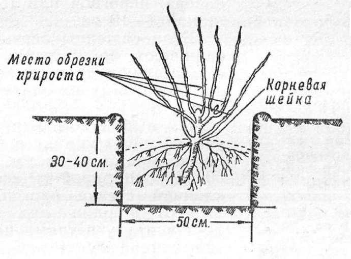 Технология осенней посадки может варьироваться в зависимости от возраста посадочного материала, а также сортовых и видовых особенностей растения