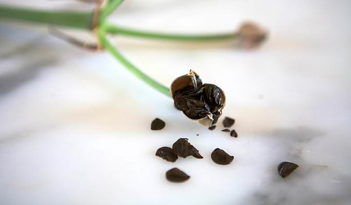 Гиппеаструм относительно легко размножается семенами