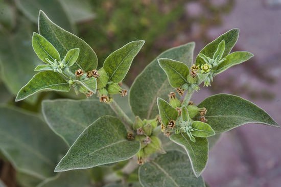 Трава ашваганда относится к роду Витания и семейству Пасленовые