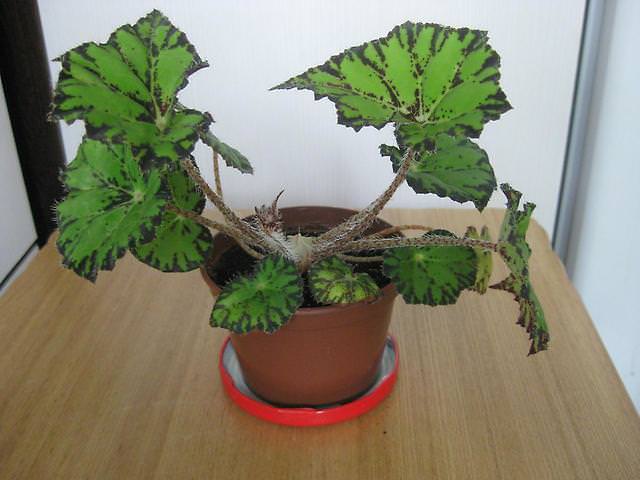 Бегония тигровая