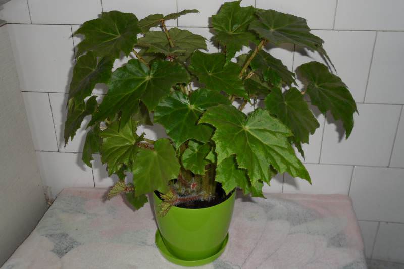 Бегония воротничковая