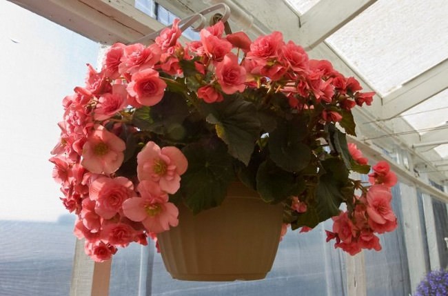 Бегония предпочитает рыхлый, влагопроницаемый и питательный со слабокислой реакцией грунт