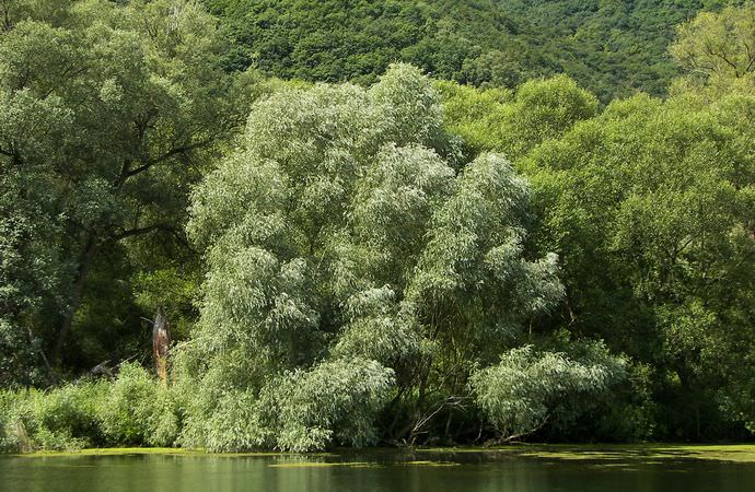 Ива растет вдоль водоемов, часто образуя заросли и большие рощи