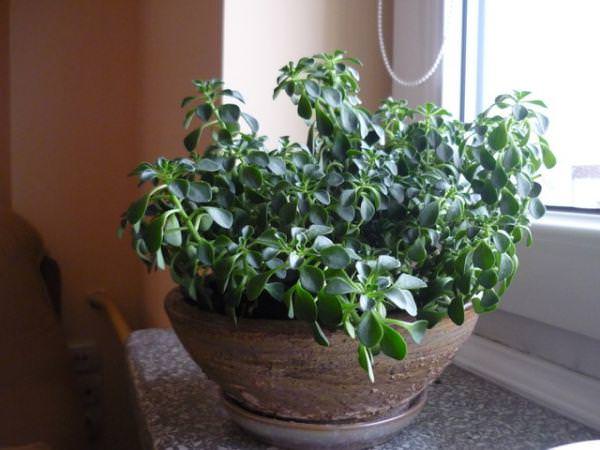 Аихризон (Аiсhrysоn) – относится к роду суккулентных травянистых однолетников и многолетников