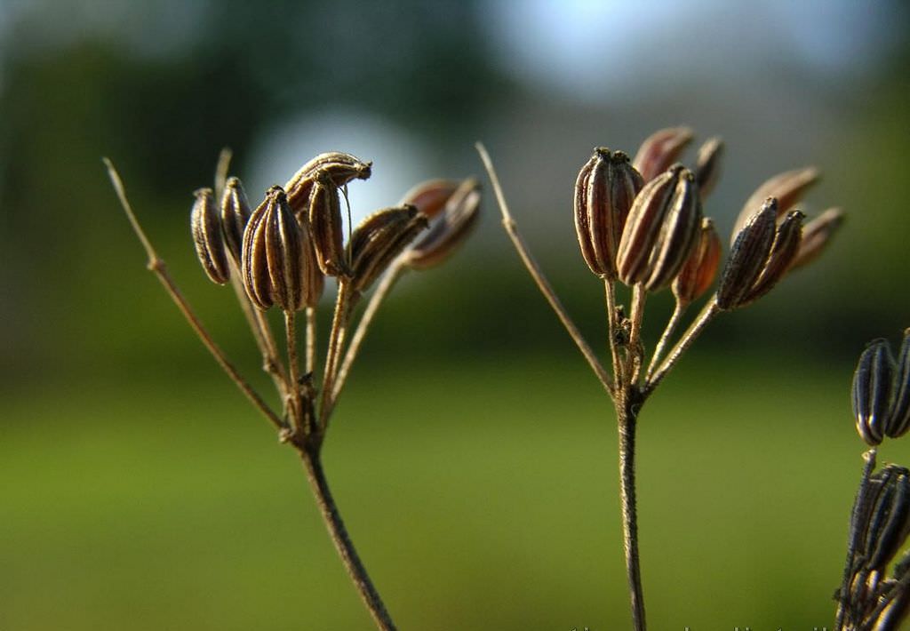 Собирают анис после полного созревания