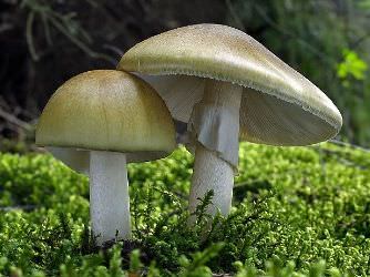 Бледная поганка относится к царству Грибов и роду Мухоморов