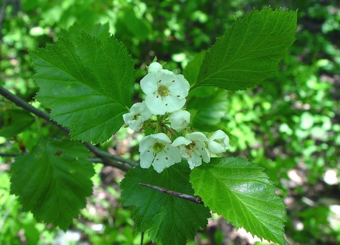 Боярышник круглолистный