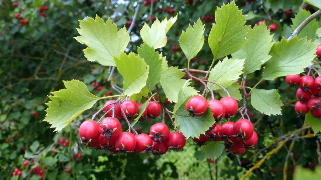 Боярышник сибирский (кроваво-красный)