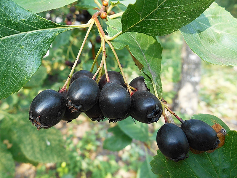 Боярышник Дугласа