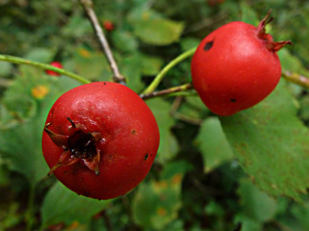 Боярышник грушевый