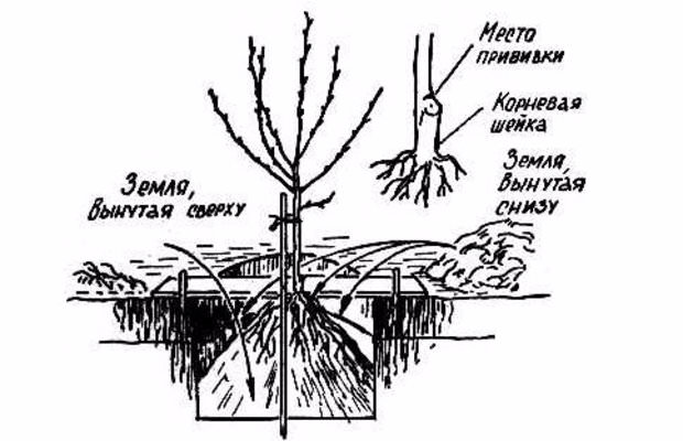 Посадка боярышника осуществляется согласно стандартной схеме