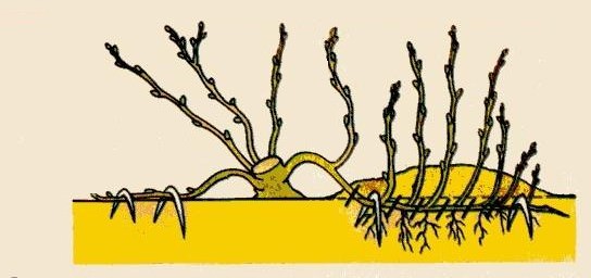 Размножение отводками делается в начале сезона