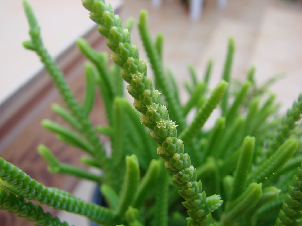 Крассула плауновидная (мшистая)