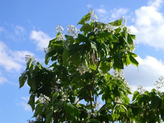 Стильной изюминкой любого дачного участка может стать катальпа листопадная