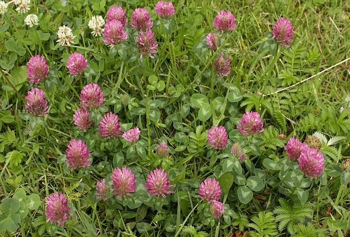 На щелочной почве среди сорняков преобладает клевер