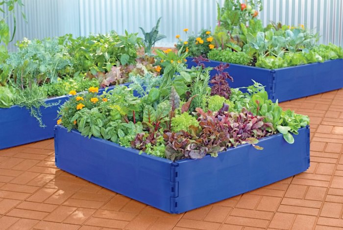 Грядки располагают на хорошо прогреваемом солнцем участке, в удалении от древесных и кустарниковых посадок