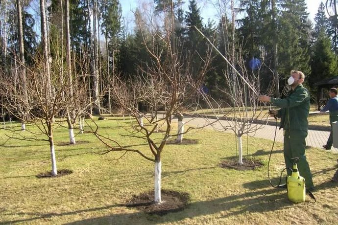 Обработка деревьев осуществляется в безветренный и, желательно, пасмурный день со строгим соблюдением дозировки Фуфафона