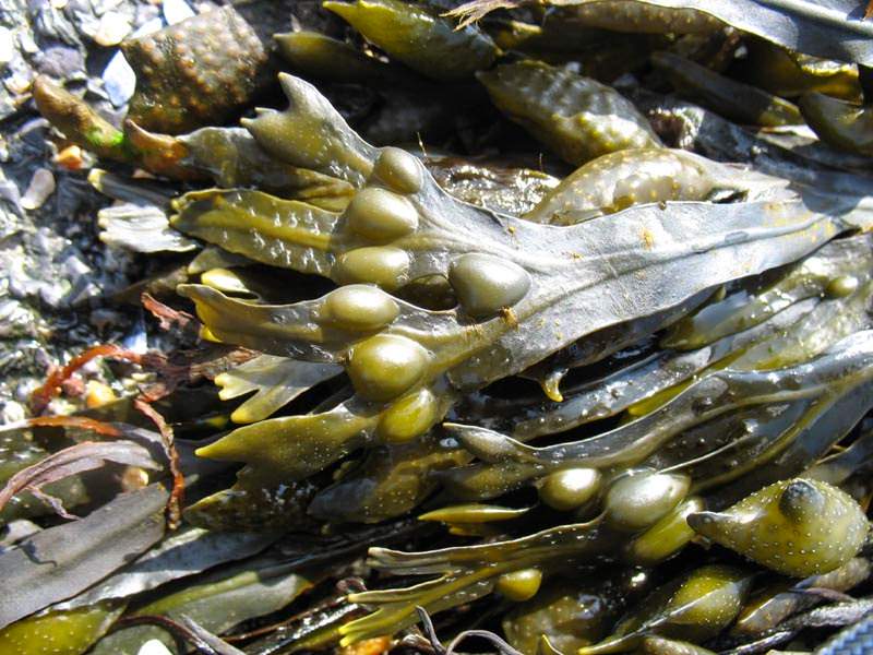 Фукус пузырчатый является макрофитной многолетней водорослью, которая во взрослом состоянии достигает длины в два метра