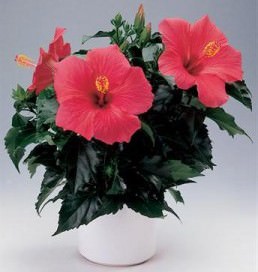 Комнатный гибискус является одной из самых распространённых в нашей стране декоративных культур