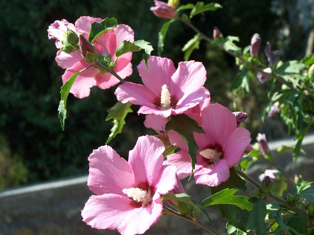 Древовидный кустарник Гибискус сирийский вырастает до двух метров в высоту и имеет полтора метра в ширину