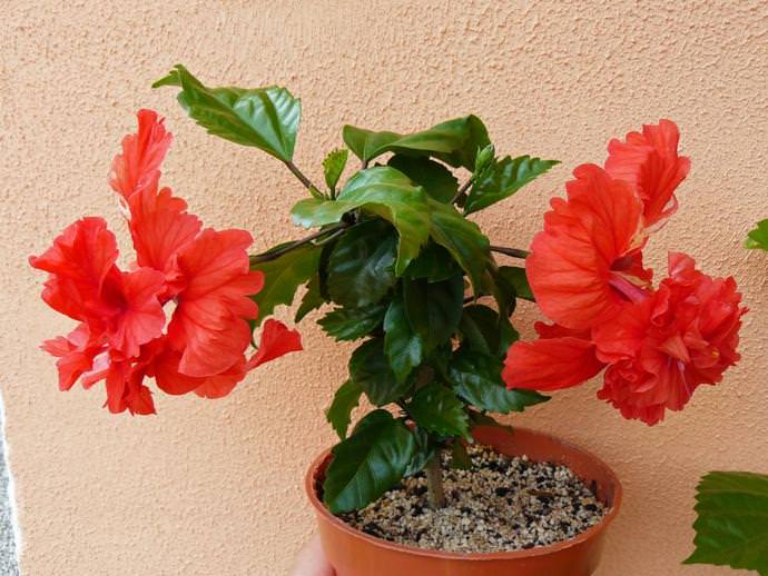 Гибискусы относятся к категории теплолюбивых комнатных растений
