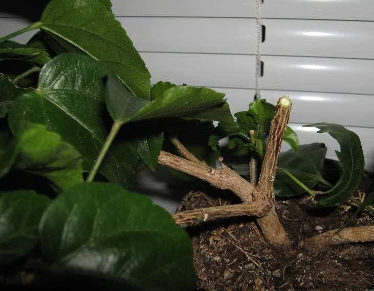 Одним из элементов ухода является периодическая обрезка, и правильное формирование надземной части гибискуса