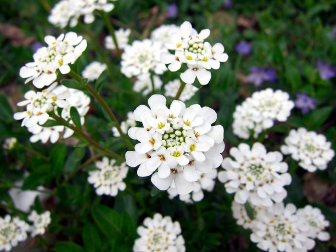 Иберис горький (I.amara)