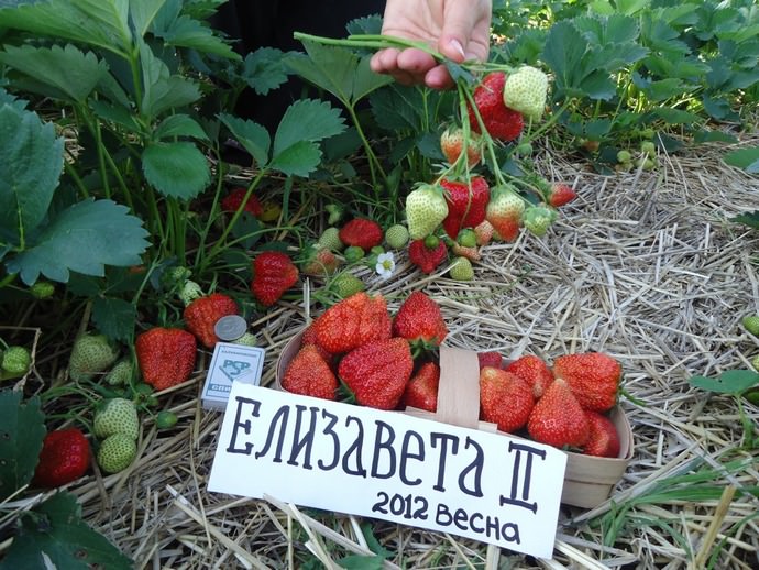 Сорт Королева Елизавета II отличается высокой транспортабельностью и продолжительным хранением