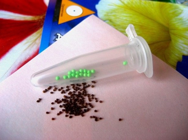 В зависимости от формы выпуска семена петунии могут быть дражированными или просто быть россыпью