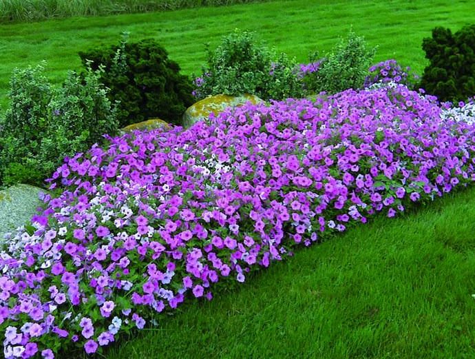 Создать на дачном участке красивую клумбу из петунии своими руками не сложно