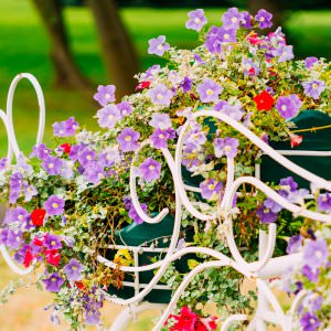 Петуния – одна из самых популярных и распространенных однолетних цветочных культур