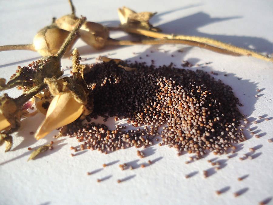 Семена россыпью гораздо дешевле своих дражированных аналогов, а во вторых они гораздо быстрее и проще всходят