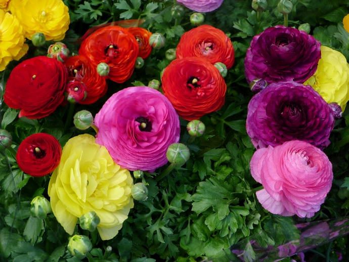 Лютик азиатский (R.asiáticus) 