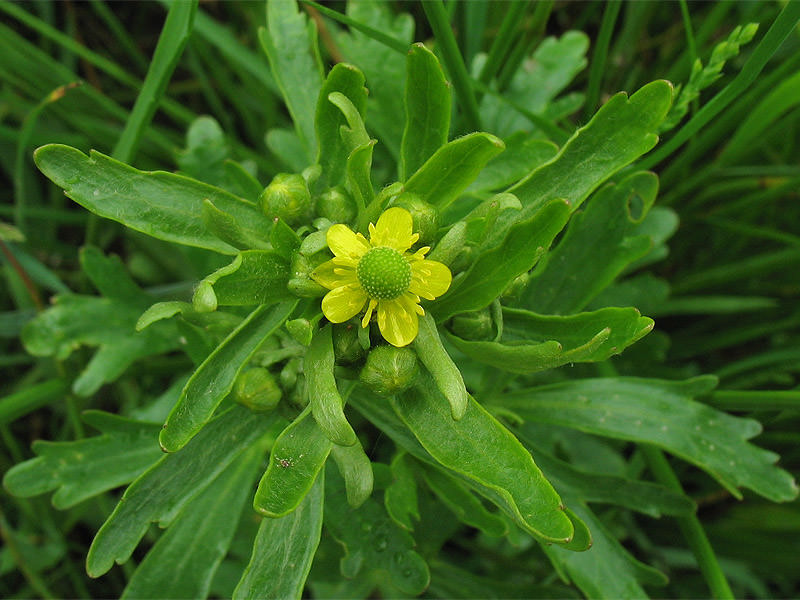 Лютик ядовитый (R.sceleratus)