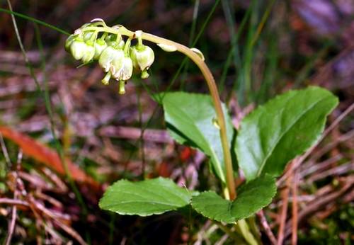 Ортилия однобокая – растение, которое еще с древности обрело широкую популярность у знахарей