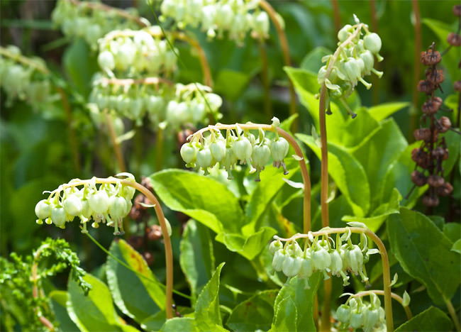 Ортилия однобокая встречается на болотистых участках, луговых полянах и невысоких возвышенностях