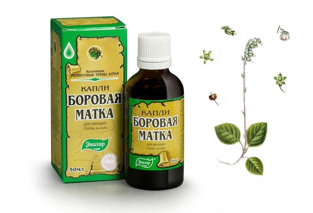 Флавоноиды и витамин С усиливают действие боровой матки, тем что укрепляют сосуды и способствуют выведению токсинов