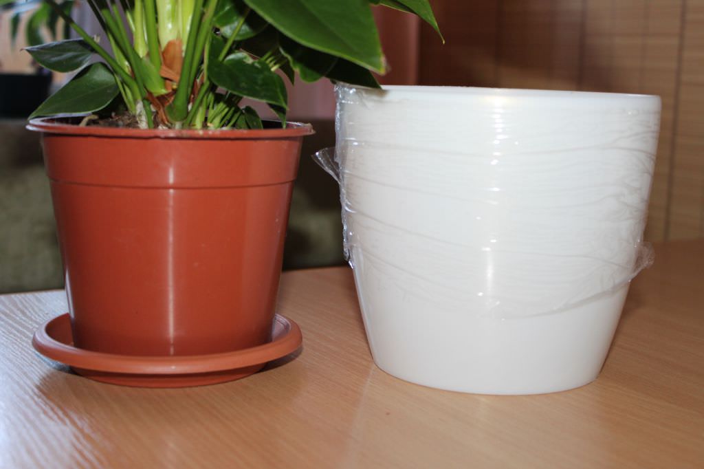 Новый цветочный горшок для выращивания антуриума должен иметь такие размеры, чтобы корневая система растения имела достаточное пространство для полноценного роста и активного развития