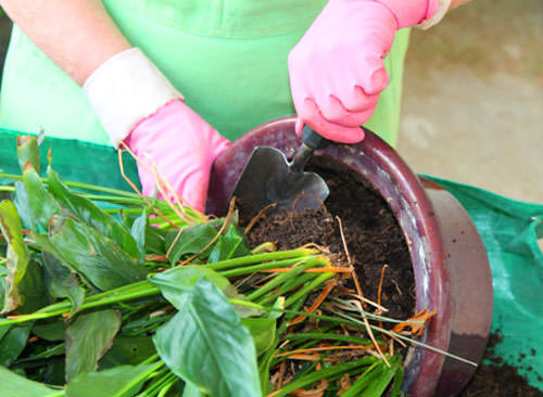 Пересадка антуриума является залогом получения красивого и обильно цветущего растения