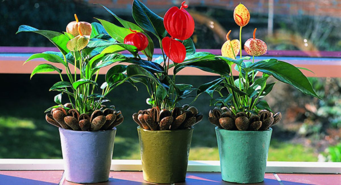 Пересаживание комнатного антуриума во время цветения является не таким уж сложным мероприятием