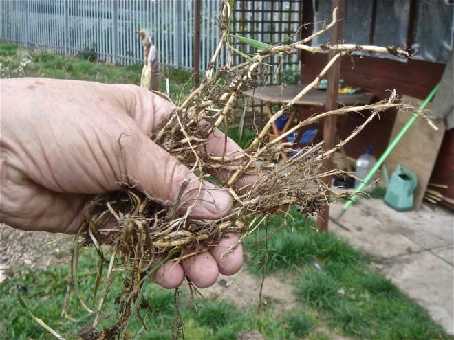 Сбор корневища растения должен осуществляться в последней декаде лета или в самом начале осеннего периода