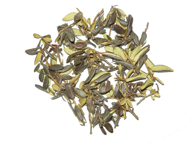 Рододендрон кавказский оказывает полезное воздействие на все ключевые системы органов благодаря своему богатому химическому составу