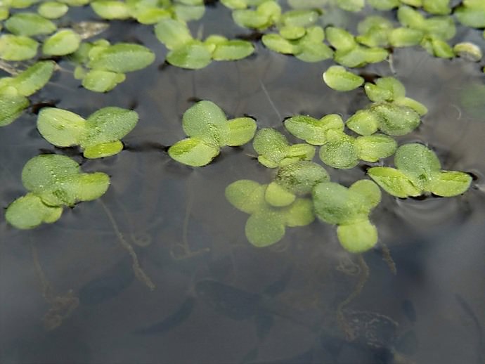 Ряска встречается в любых стоячих водоемах