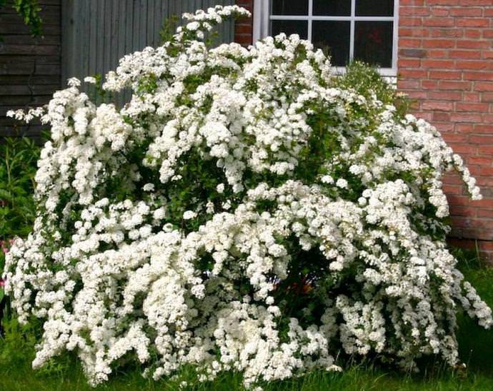 Спирея Вангутта