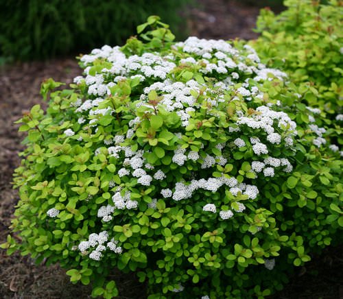 Среди садовых кустарников особое место занимает спирея